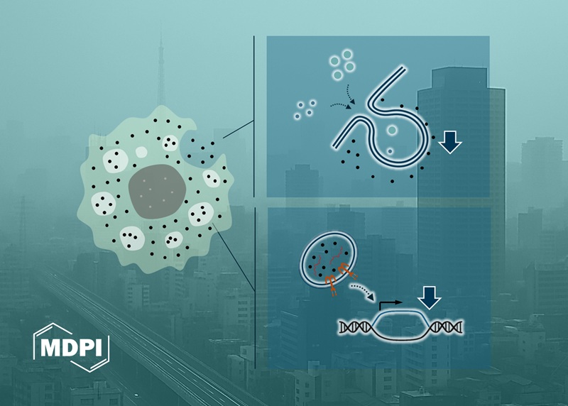 カバー論文に採用された小野寺助教作成の図